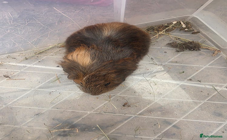 Guinea Pig rodents - Advert 1