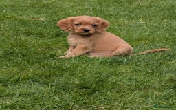Cavapoochon dogs for sale: Light fox red Cavapoochon puppies - Image 9