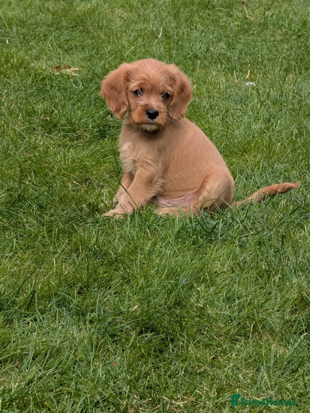 Cavapoochon dogs for sale: Light fox red Cavapoochon puppies - Image 9