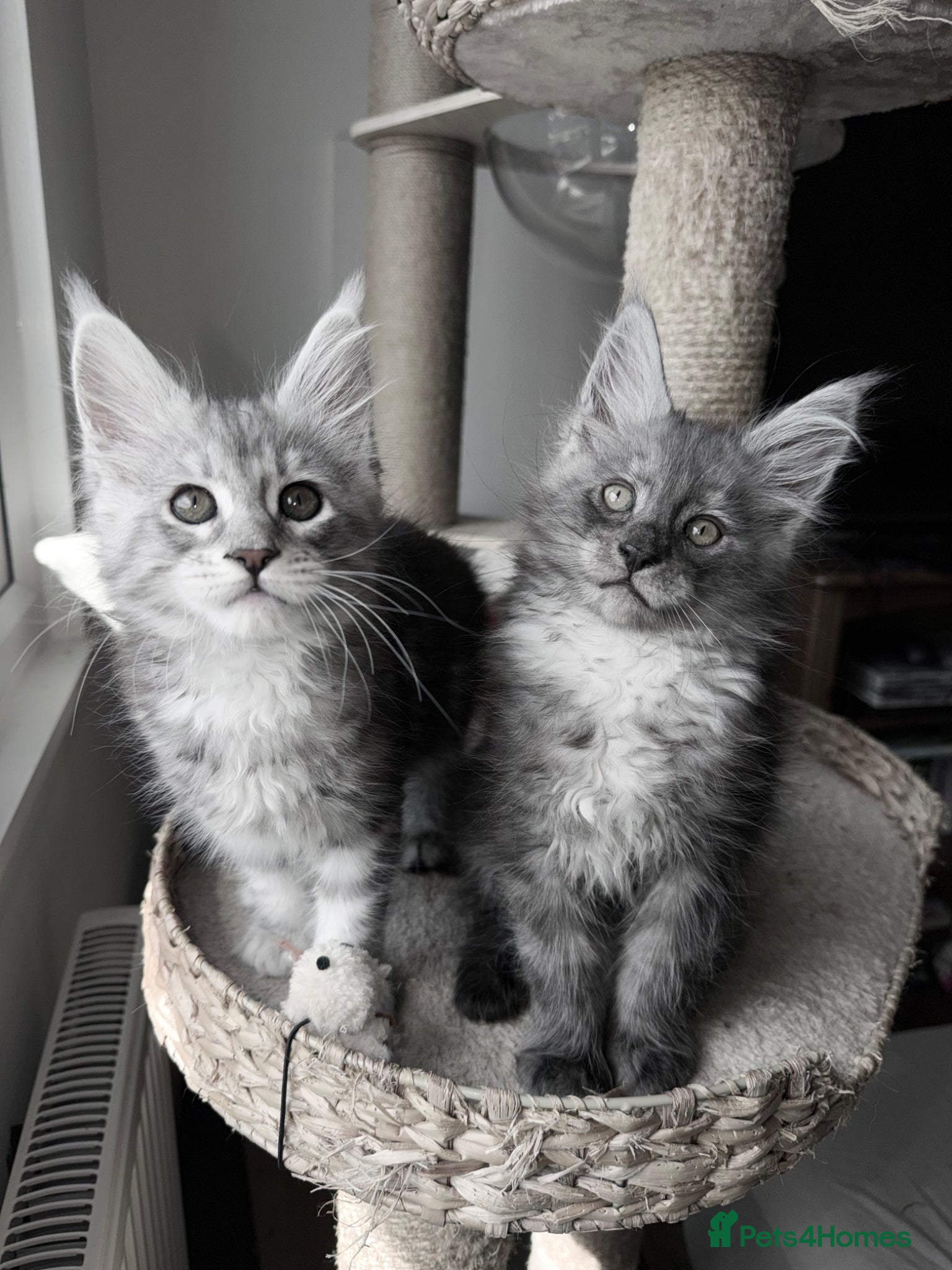 Maine Coon cats Pure Maine Coon Kittens, Ready Today! - Advert 11