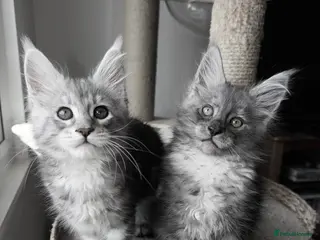 Maine Coon cats Pure Maine Coon Kittens, Ready Today! - Advert 11