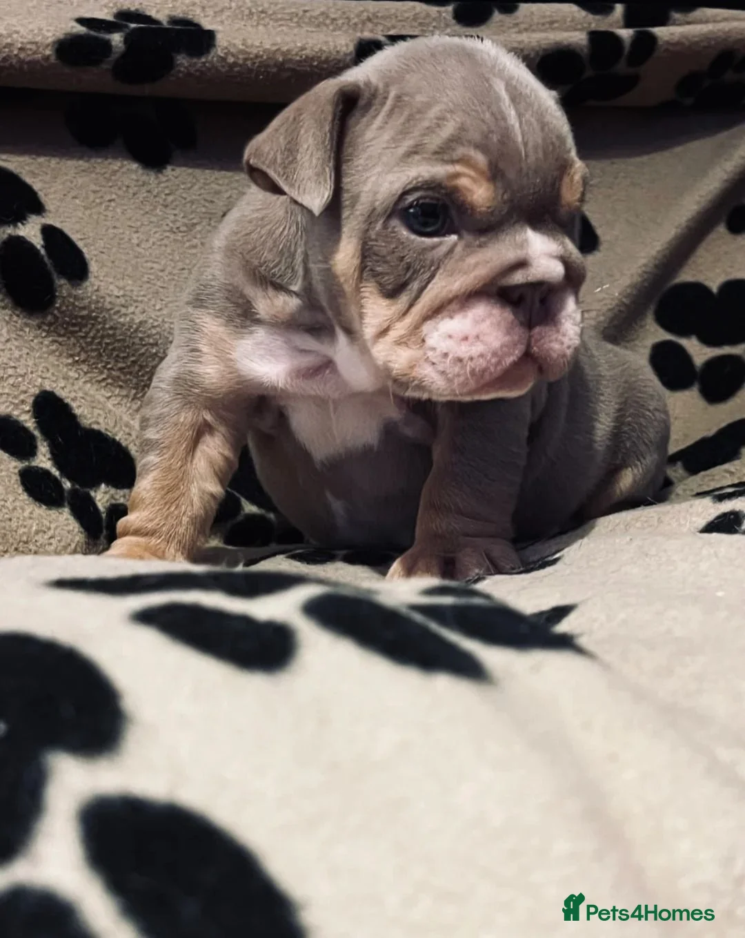 English Bulldog dogs for sale: Adorable English Bulldog Boy in Coalville - Advert 2