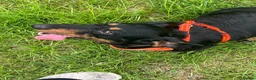 Dachshund dogs for sale: Lollie the Dachshund ⭐ - Advert 1