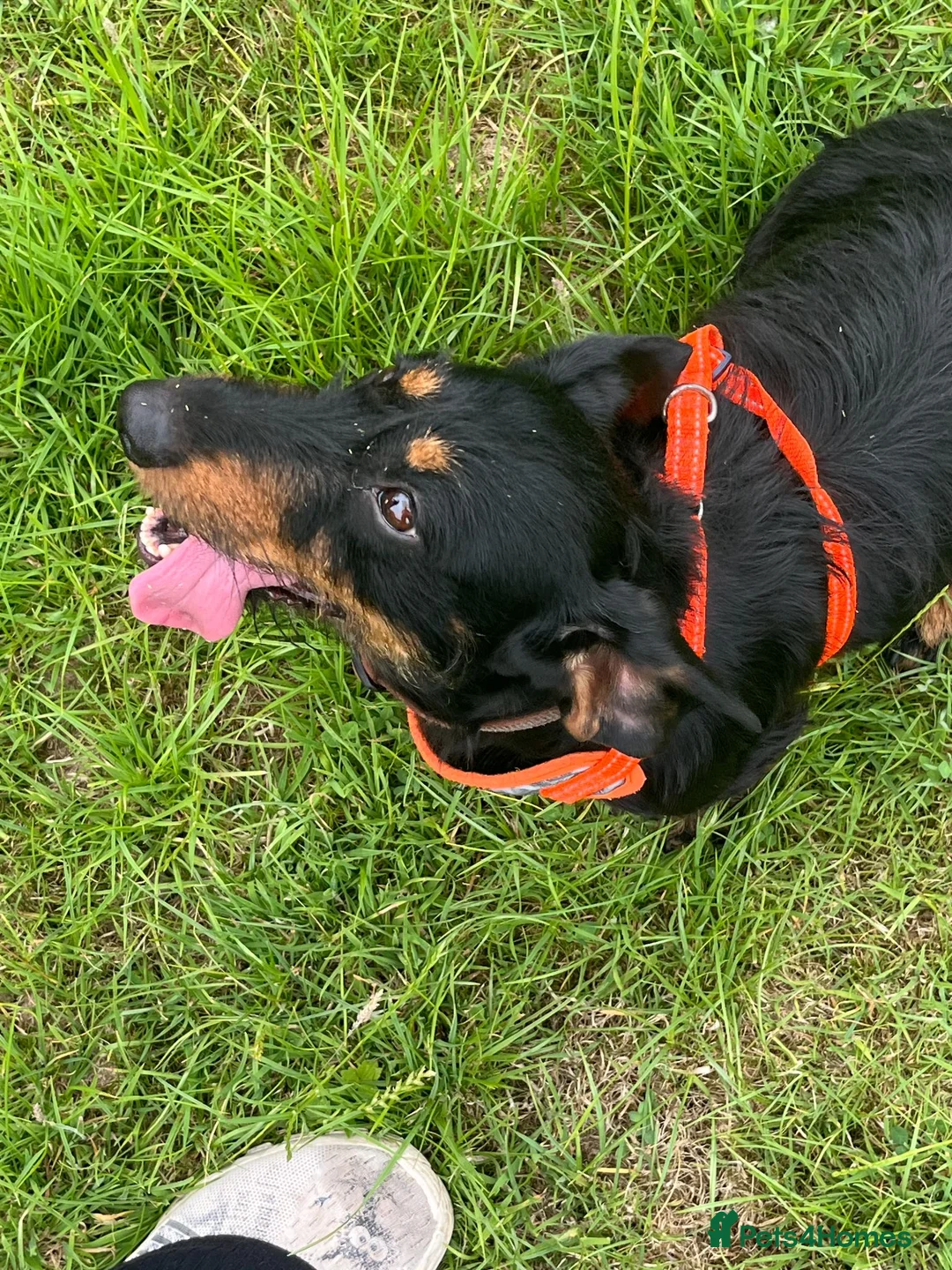 Dachshund dogs for sale: Lollie the Dachshund ⭐ - Advert 1