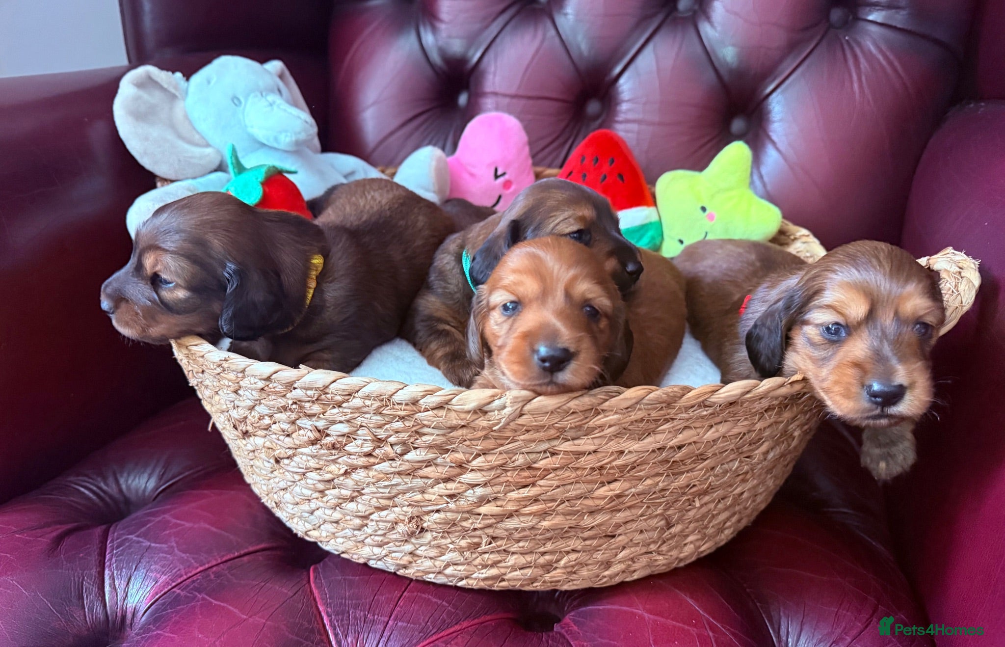 Miniature Dachshund dogs Show class mini longhair pups from Crufts winner  - Advert 1