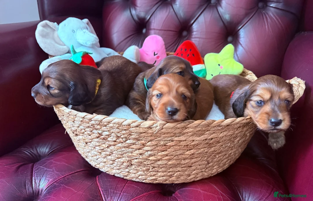 Miniature Dachshund dogs for sale: Show type mini longhair Boy from Crufts finalist  - Advert 1