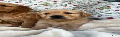 Golden Retriever 4