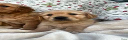 Golden Retriever dogs for sale: KC registered golden retriever for sale  - Advert 6