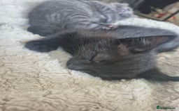 Mixed Breed cats for sale:  Beautuful black kitten only baby left!  - Image 1
