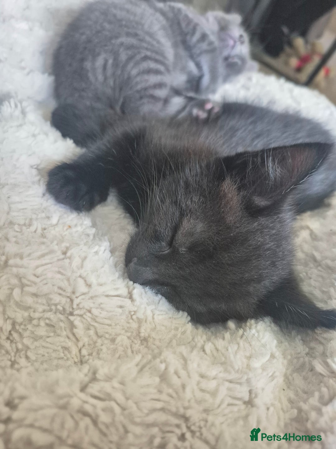 Mixed Breed cats for sale:  Beautuful black kitten only baby left!  - Image 1
