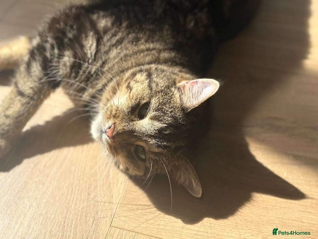 Domestic Shorthair cats for sale: 14 Year Old Ruby - Advert 2