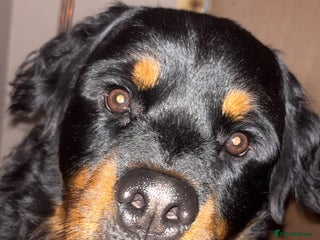 Rottweiler dogs - Advert 26