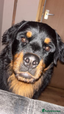 Rottweiler dogs - Advert 1