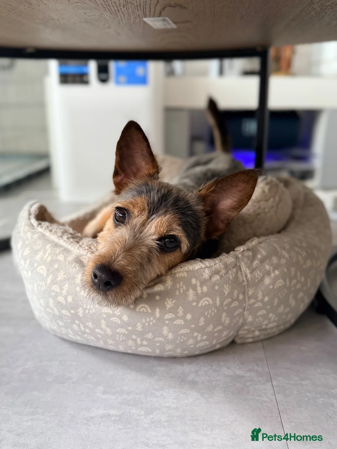 Jack Russell dogs for sale: Chase in Southampton - Advert 2