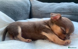 Chihuahua dogs for sale: Brown & tan chihuahua girl  - Image 5