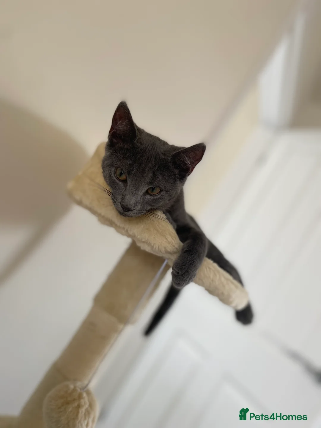 Mixed Breed cats for sale: Beautiful blue female cat  in Newark - Advert 2