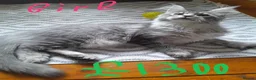 Maine Coon cats for sale: Polydactyl Black Silver girl/boy mainecoon TICA  - Advert 4
