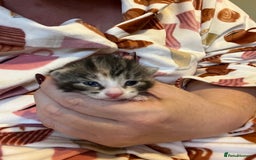 Mixed Breed cats for sale: Beautiful mixed breed kittens  - Image 5