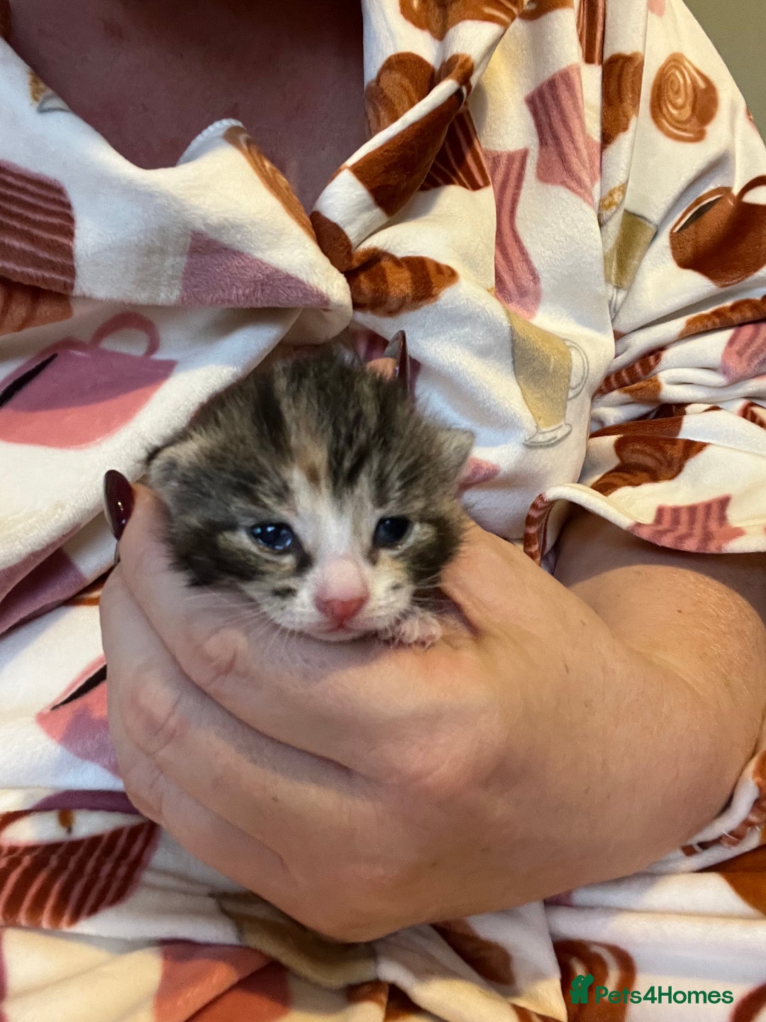 Mixed Breed cats for sale: Beautiful mixed breed kittens  - Image 5