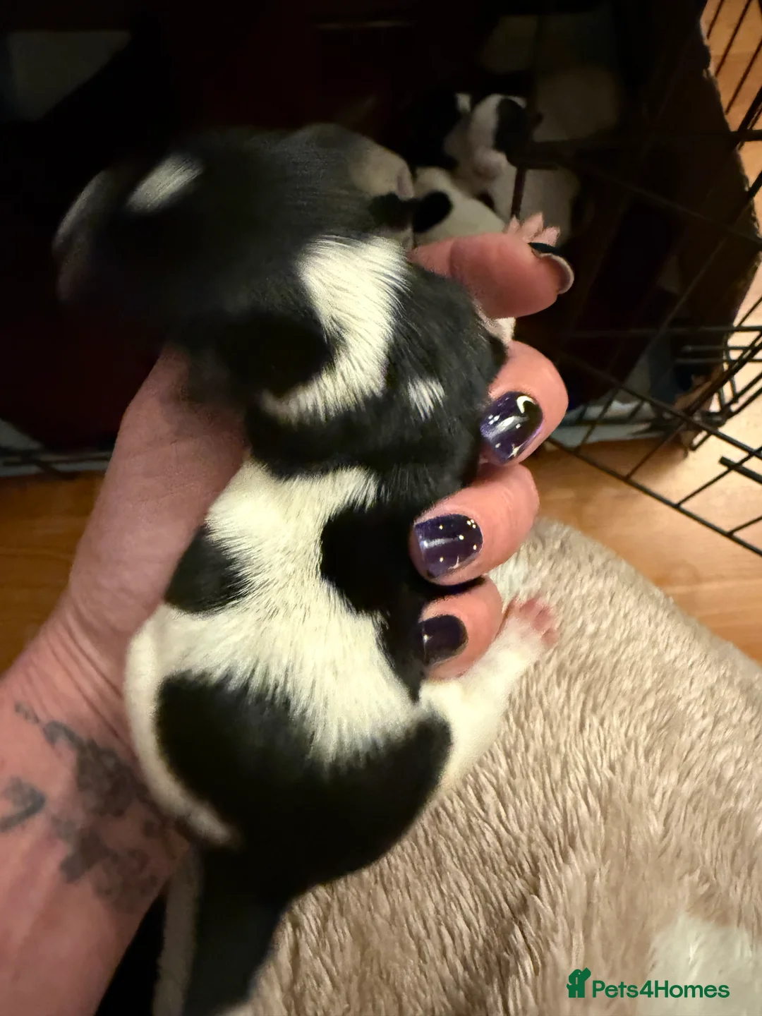 Jack Russell dogs for sale: Jack Russell Pups - Advert 5