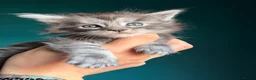Maine Coon cats for sale: Maine Coons with Tests, Papers, Vet Checks & Vacc. - Advert 16
