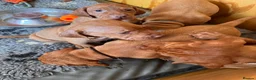 Hungarian Vizsla dogs for sale: Litter of stunning Vizslas - Advert 3