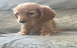 Dachshund dogs for sale: cream KC long haired miniature dachshunds for sale - Image 12