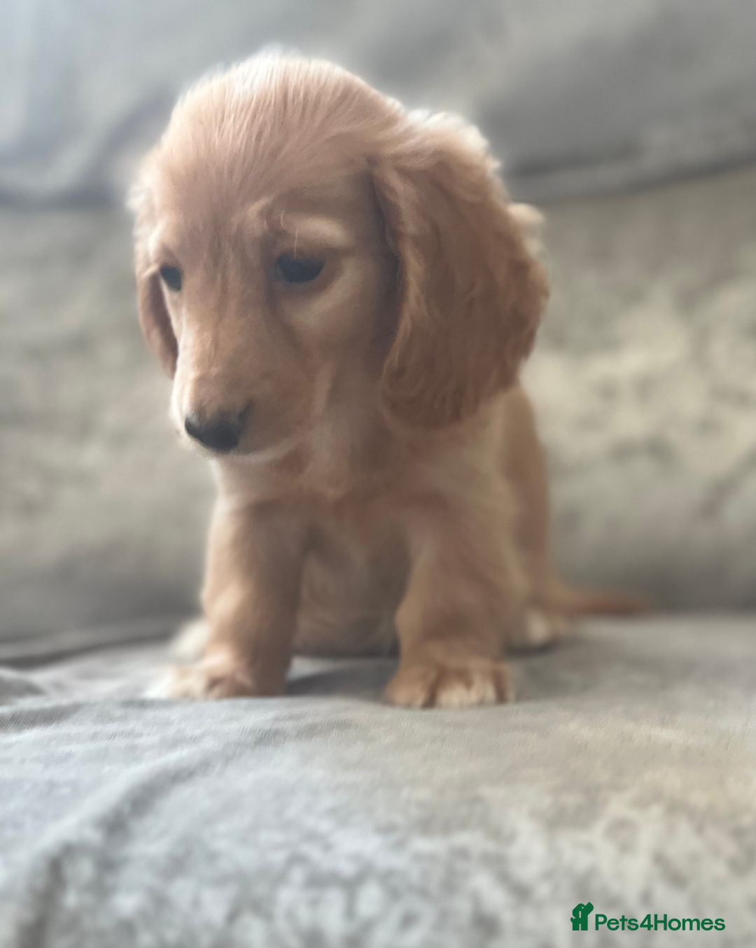 Dachshund dogs for sale: cream KC long haired miniature dachshunds for sale - Image 12