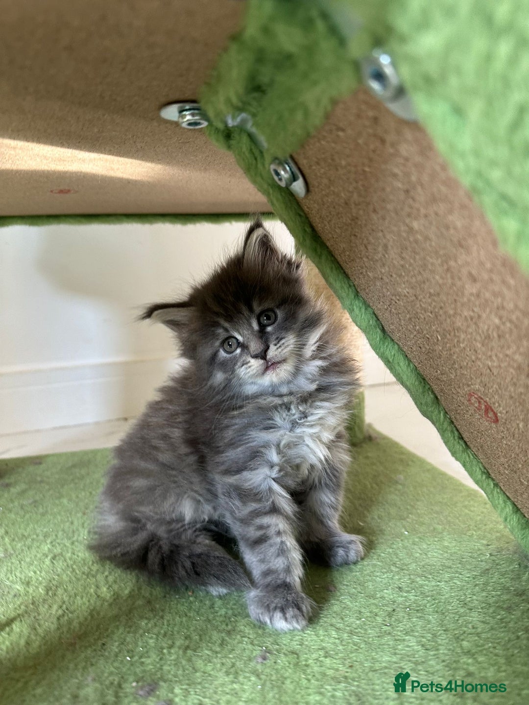 Maine Coon cats for sale: Stunning Mainecoon Kittens - Image 12