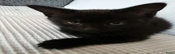 Mixed Breed cats for sale: Black Kitten - Advert 8