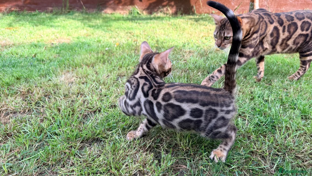 Bengal cats for sale: Bengal Kitten for Sale GCCF registered - Advert 1