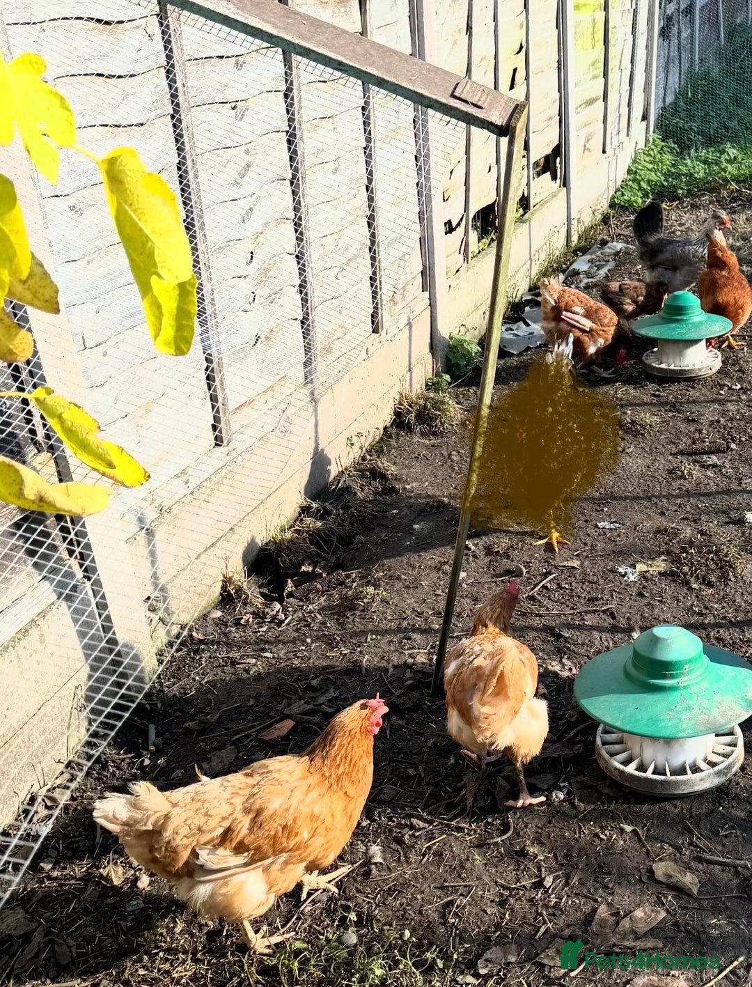Chickens poultry for sale: 5 mixed laying hens  - Advert 1