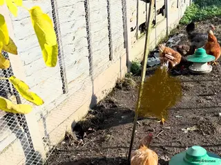 Chickens poultry 5 mixed laying hens - Advert 13