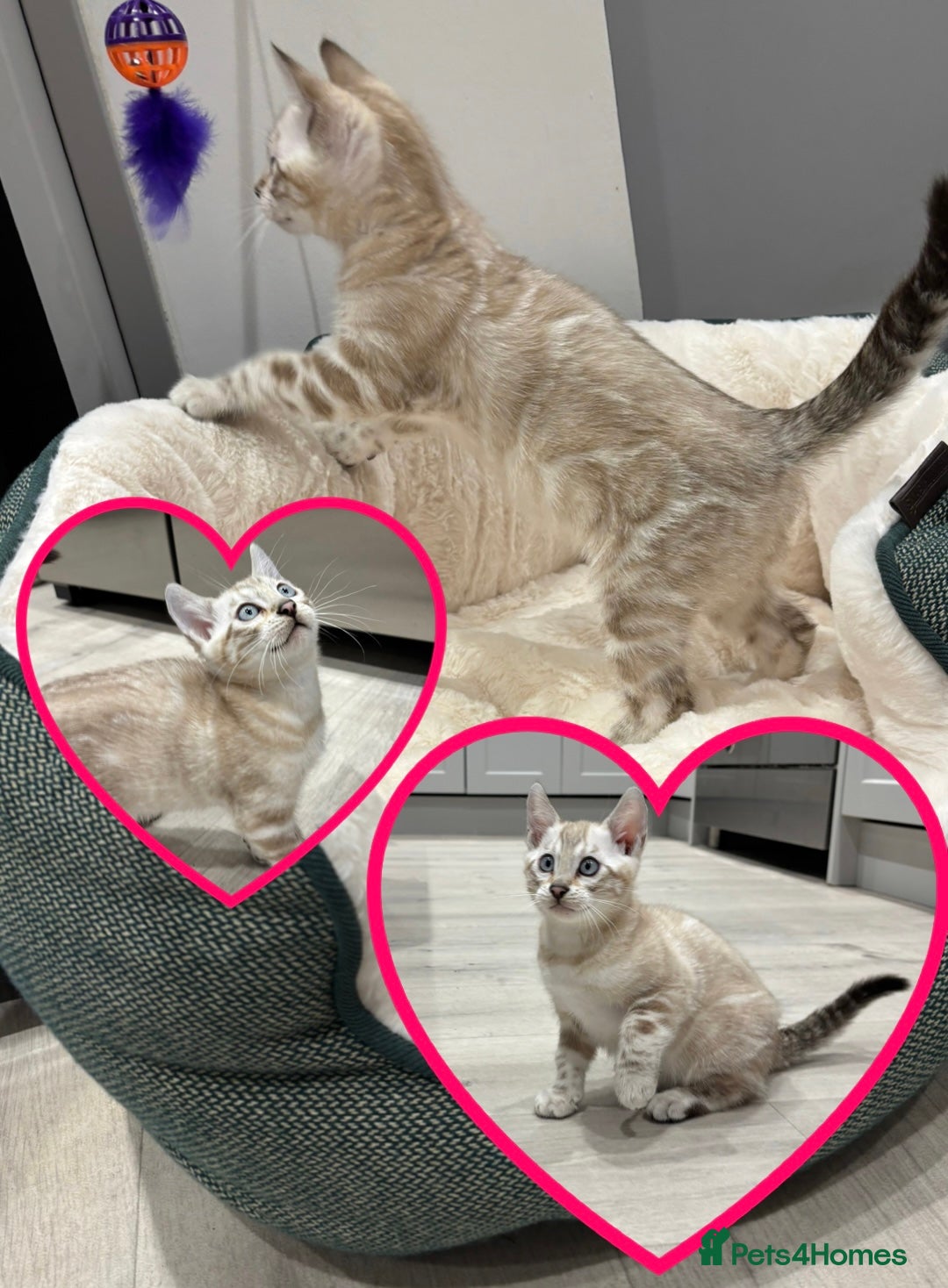 Bengal cats for sale: ⭐️5 star home required for our Bengal Snow Boy  - Advert 2