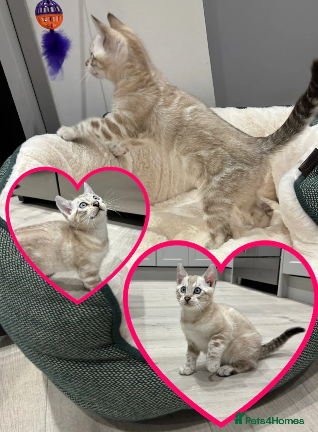 Bengal cats for sale: ⭐️5 star homes required for our beautiful bengals  - Advert 2