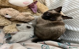Ragdoll cats for sale: Seal Mitted Ragdoll babies, 4 girls 1 boy - Image 26