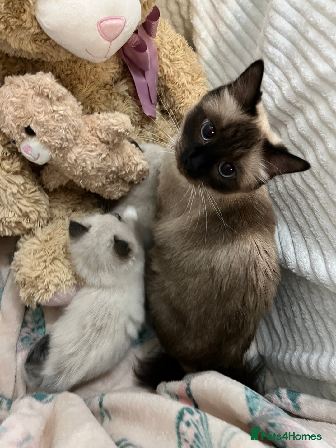 Ragdoll cats for sale: Seal Mitted Ragdoll babies, 4 girls 1 boy - Image 26