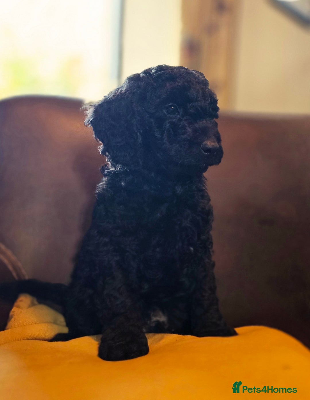 Cockapoo dogs for sale: Stunning F1b cockerpoo male - Advert 5