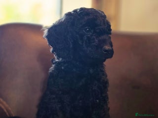 Cockapoo dogs - Advert 16