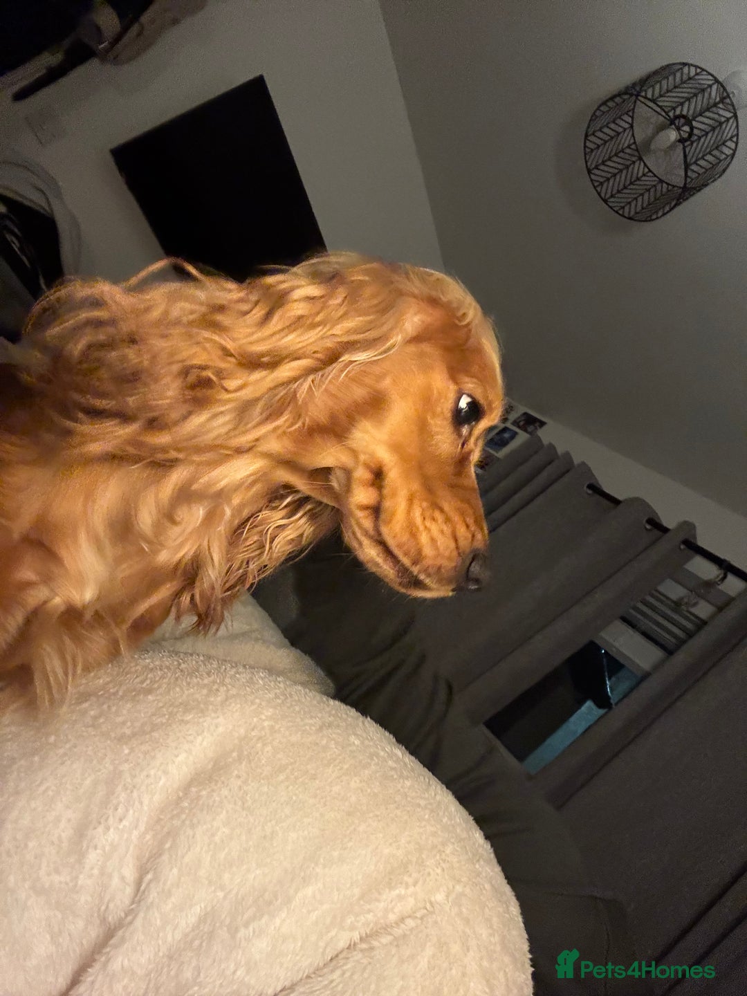 Cocker Spaniel dogs for sale: Show cocker spaniel puppy’s 5 weeks old  - Advert 10