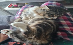 Mixed Breed cats for sale: Lovely mixed tabby cat - Image 3