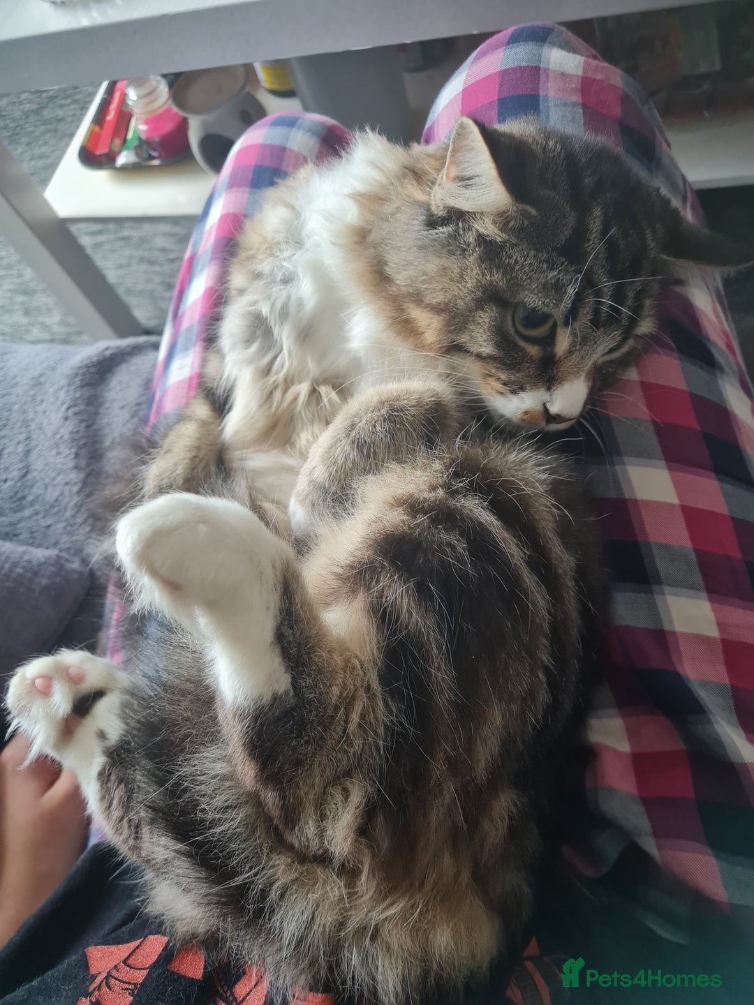 Mixed Breed cats for sale: Lovely mixed tabby cat - Image 3