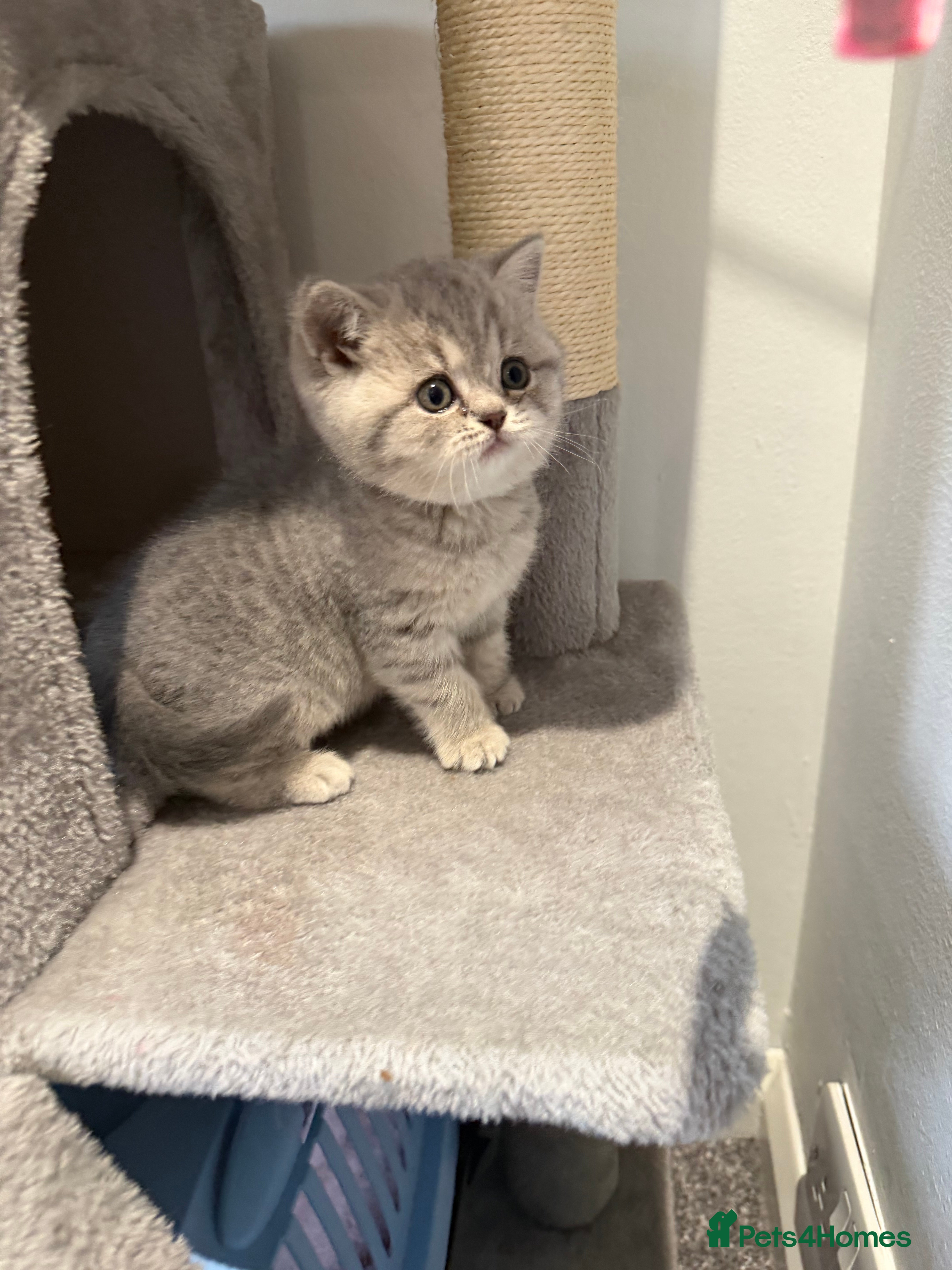 Scottish Fold cats Beautiful Female Scottish Fold Kitten - Advert 14