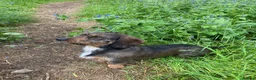 Dachshund dogs for sale: Standard wirehair dachshund  - Advert 4