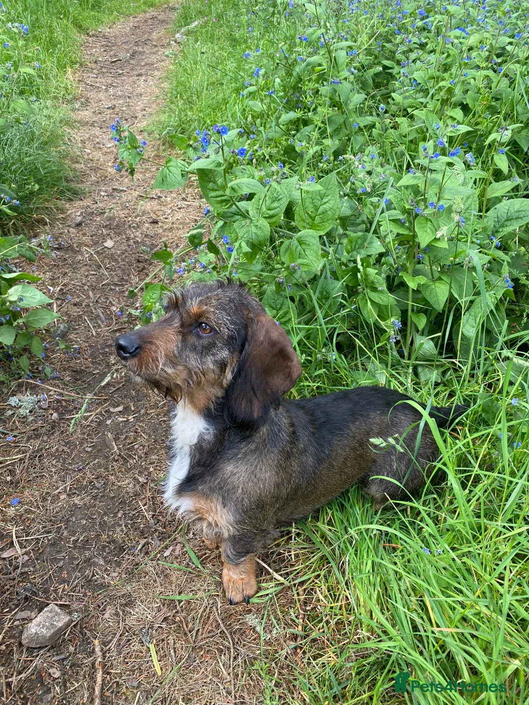 Dachshund dogs for sale: Standard wirehair dachshund  - Advert 4