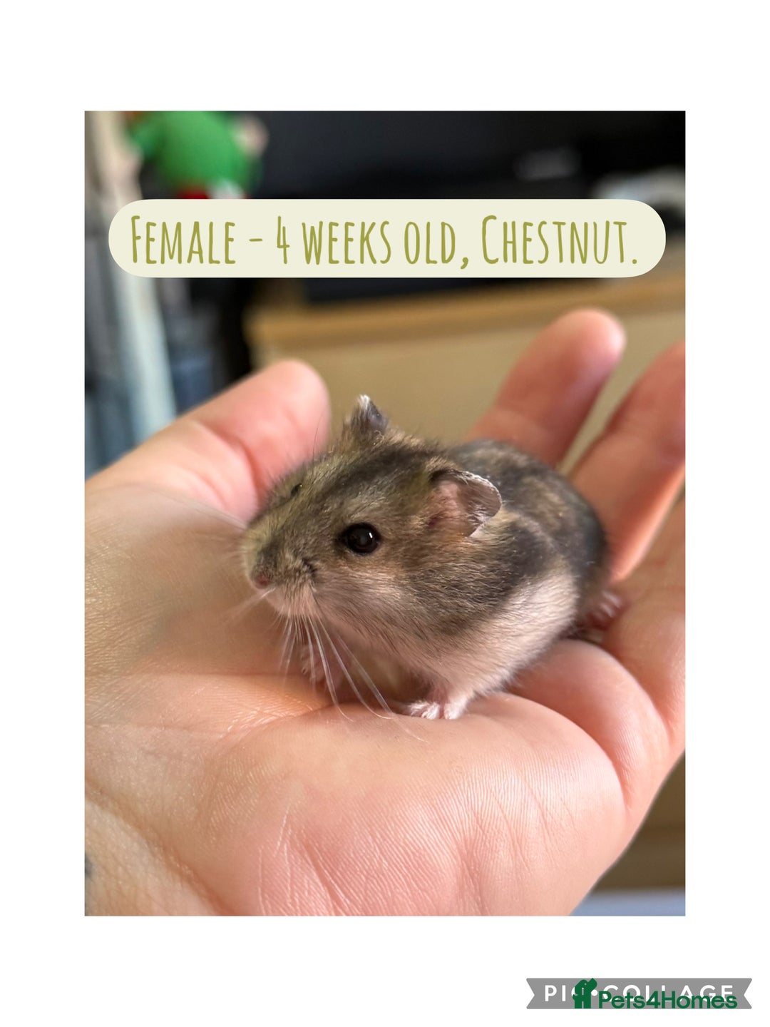 Hamster rodents for sale: Rescued Dwarf Hamsters For Adoption  - Image 9