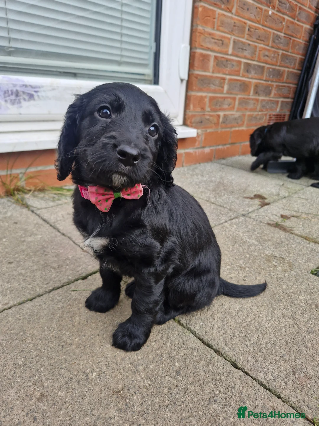 Sproodle dogs for sale: Sproodle f1b puppies - Advert 12