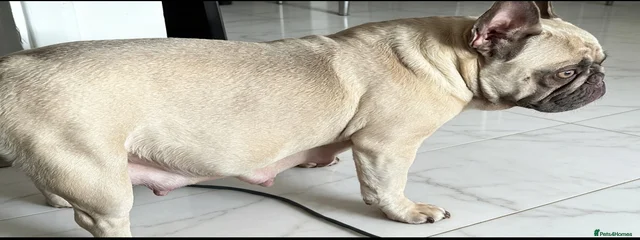 Lola