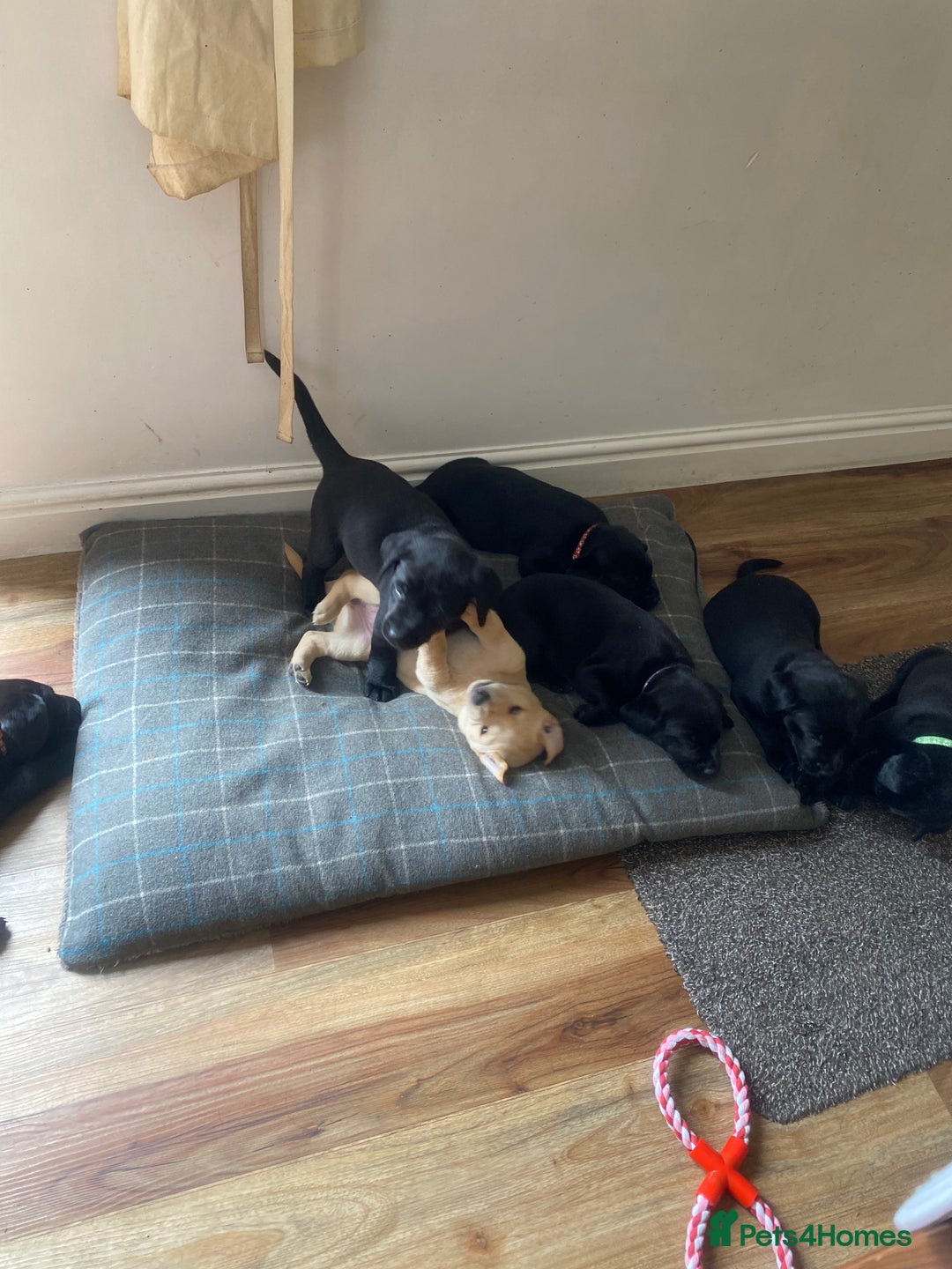 Labrador Retriever dogs for sale: Labrador pups for sale - Image 7