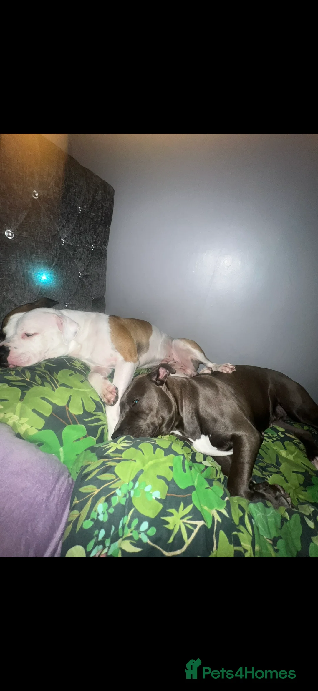 American Bully dogs for sale: American bully classic puppies for sale  - Advert 8